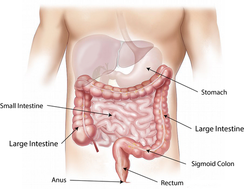 【重要】肉体のダミー化について（４）腸に穴が空いてる場合、エネルギーは通らない